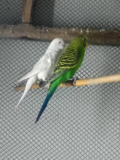 Australin red eye pair . 03024894016