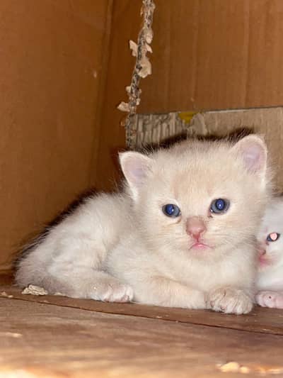 Persian male kitten