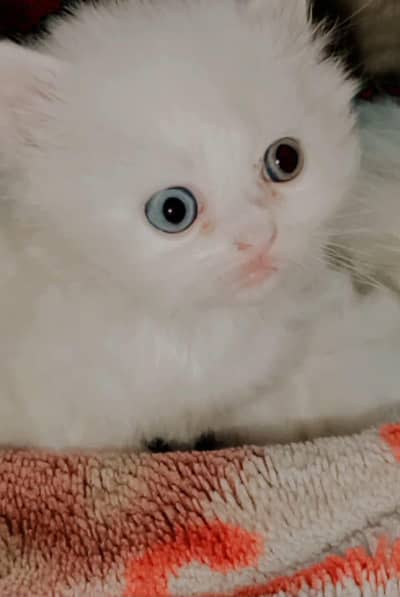 White Male Persian kittens