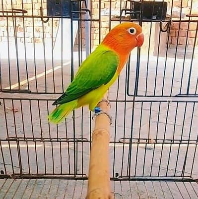 Top Quality Green Euwing Opline/b1  and.   Parblue Opline  female