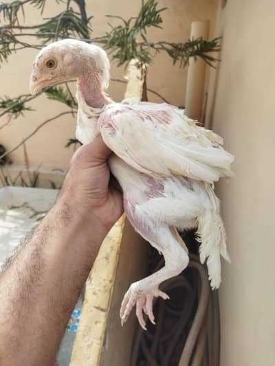 aseel chicks/aseel for sale/chicks for sale/aseel/chicks