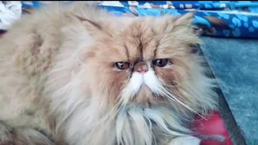 male available cross Rawalpindi Islamabad