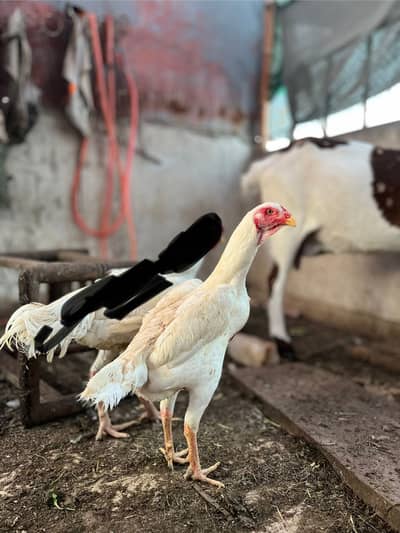 White Shamo /aseel Shamo / white Murgha / king shamo /shamo breeder