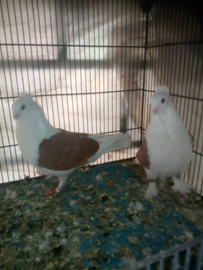breeder pair for sale