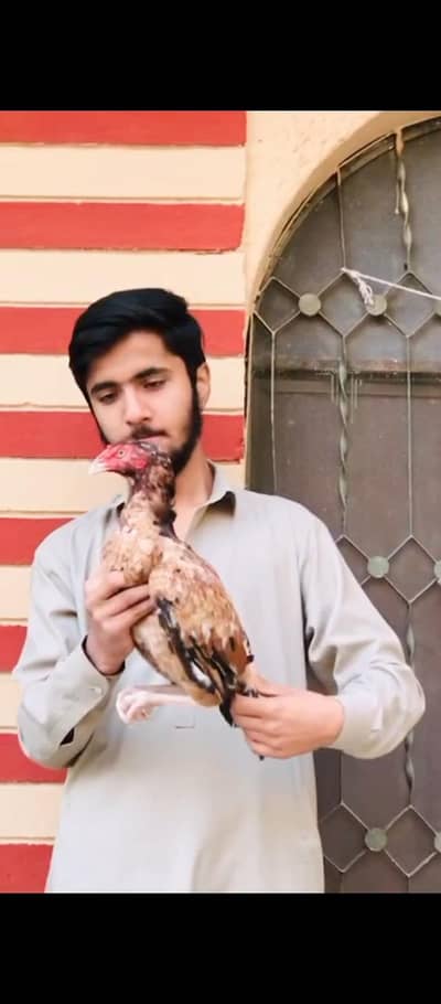 High quality Aseel madi Avaliable