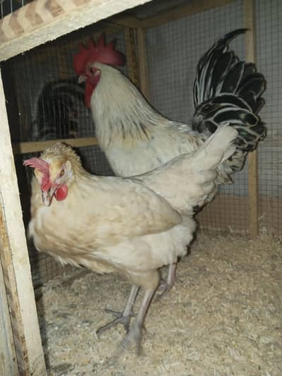 Desi Murgha & Murghi pair