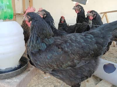 Lohmam Black لوہمن بلیک