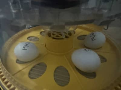 African grey fertile eggs