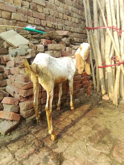 مکھی چینی پیور