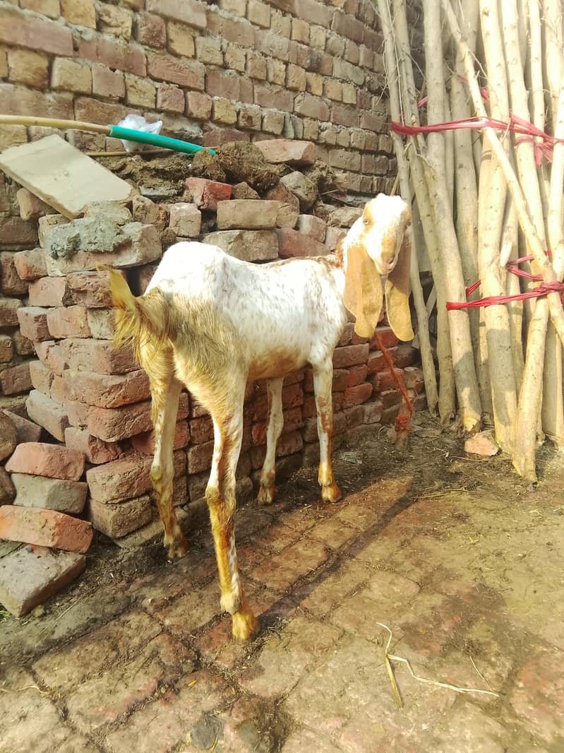 مکھی چینی پیور 0