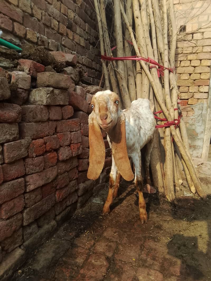 مکھی چینی پیور 1