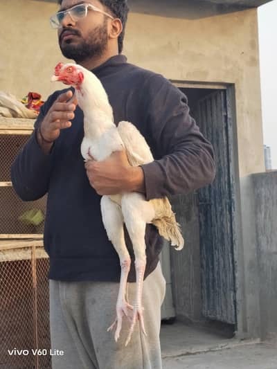 Heera / Chicks / Aseel / Heera chicks