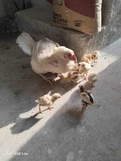 Heera / Chicks / Aseel / Heera chicks