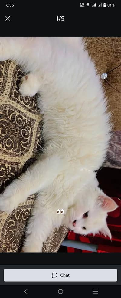 Persian cat triple coated and Blue eyes plus one baby female