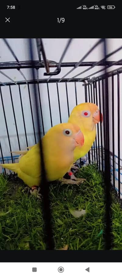 Love Birds Breeder pair