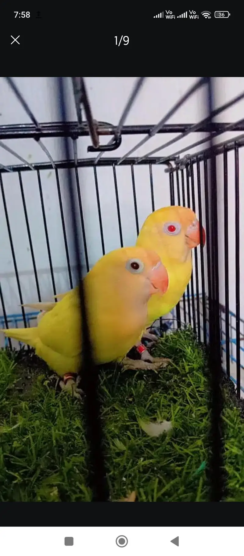 Love Birds Breeder pair