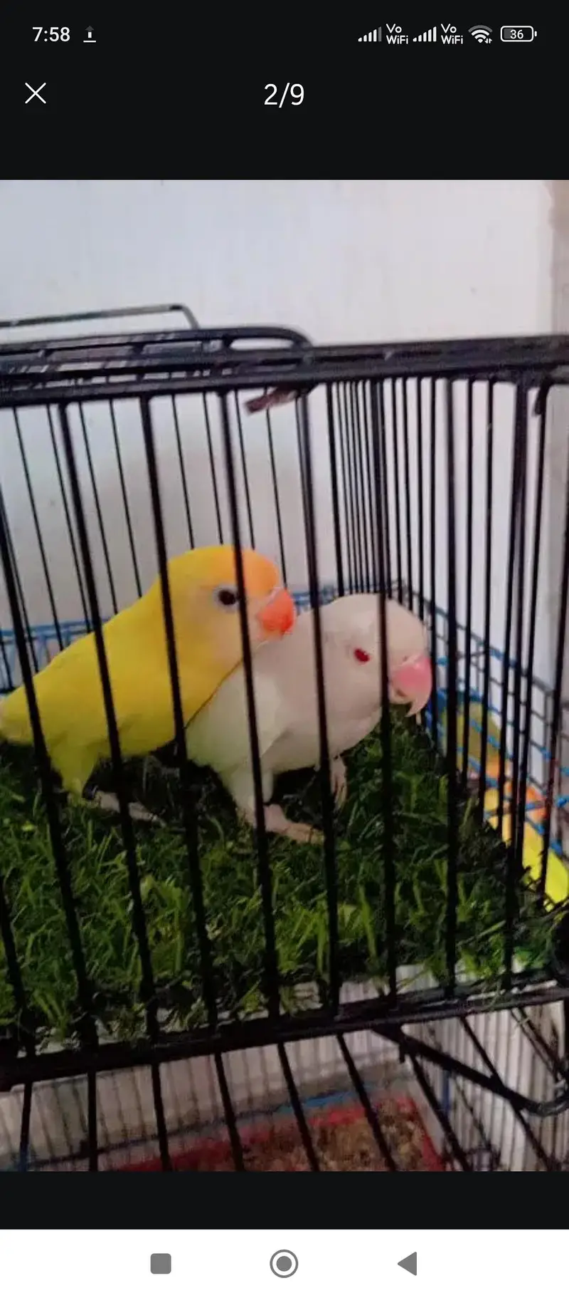 Love Birds Breeder pair — photo 2