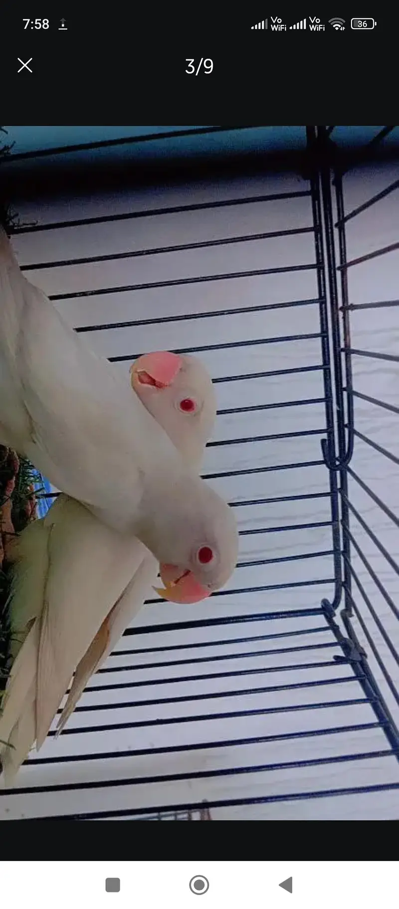 Love Birds Breeder pair — photo 3