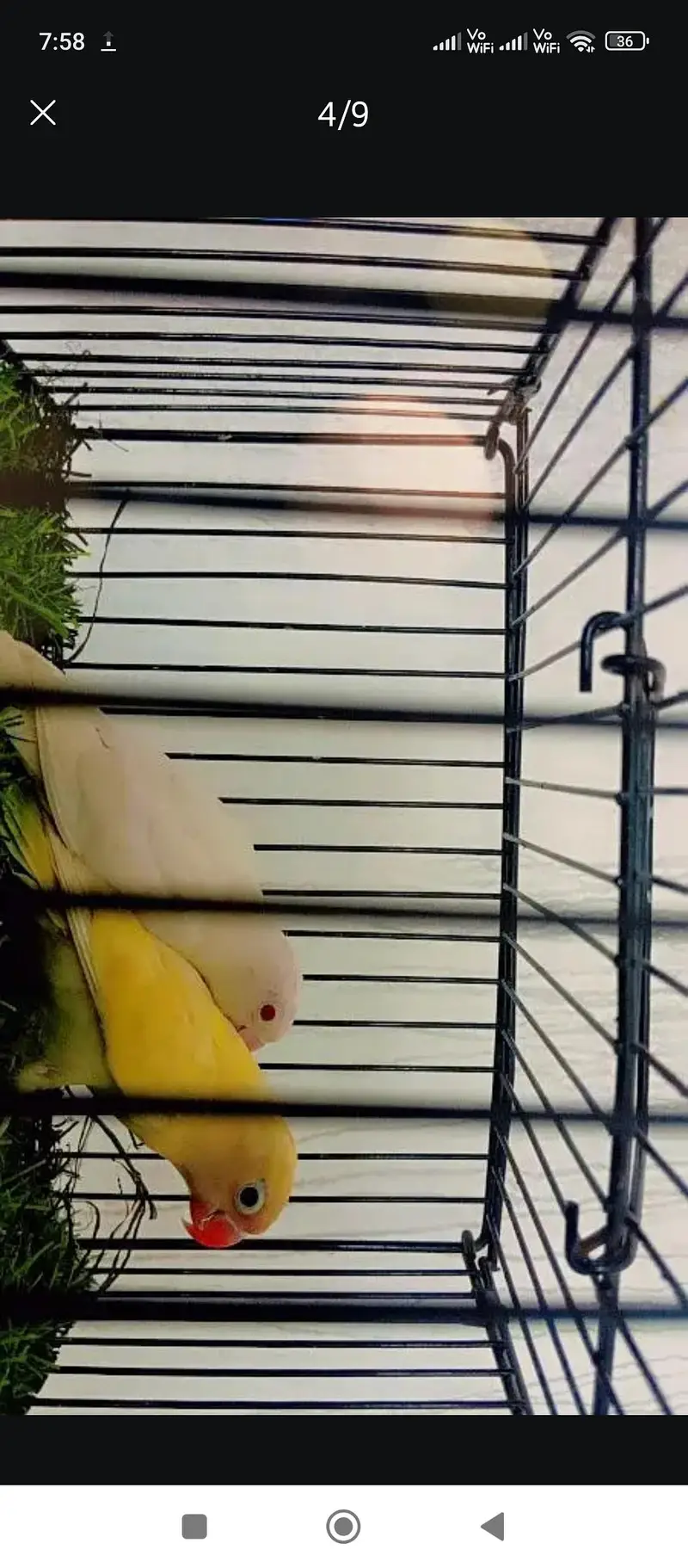Love Birds Breeder pair — photo 4