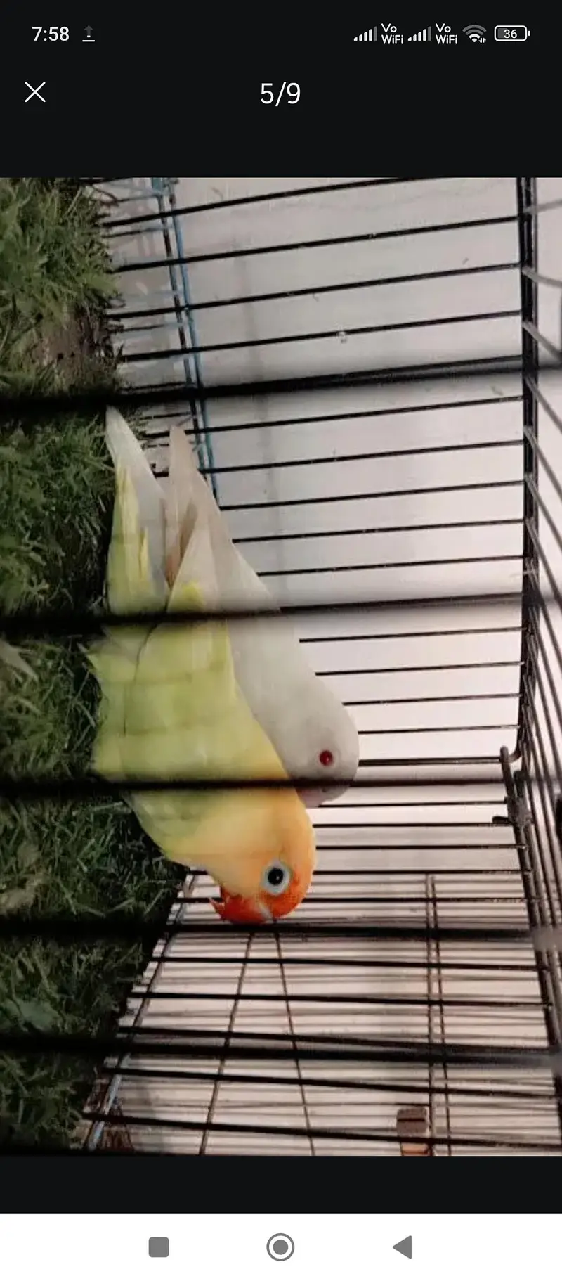 Love Birds Breeder pair — photo 5