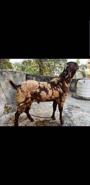 Breeder Bakra