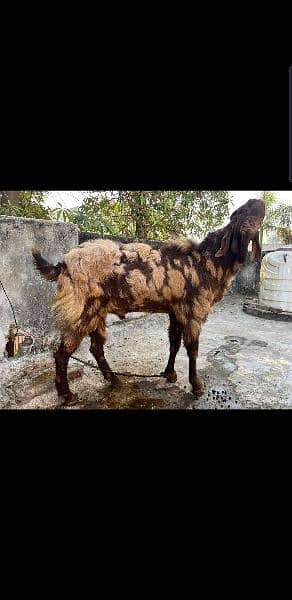 Breeder Bakra 1