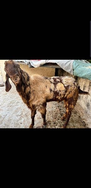 Breeder Bakra 2
