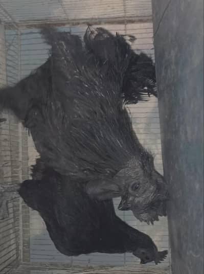 1 piece 5000 3 piece 15000