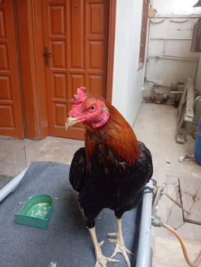 ASSEL Sindhi Rooster