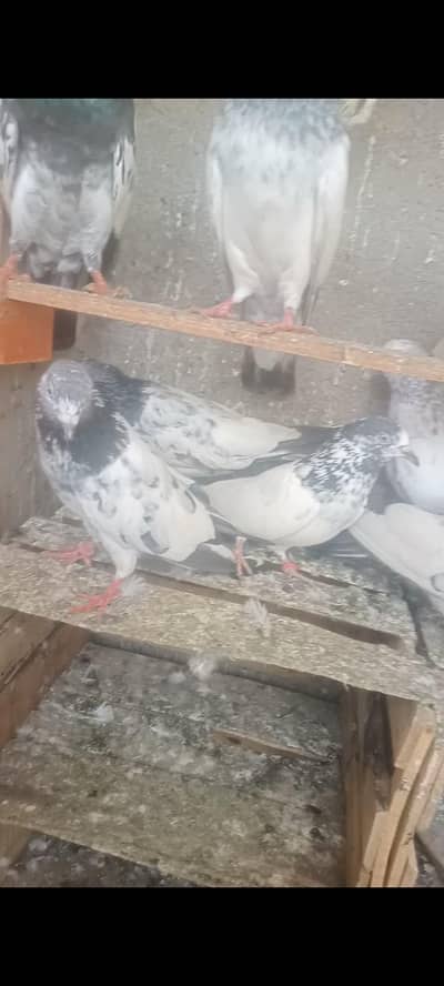 kabli kabutar top quality pair resulted perfect