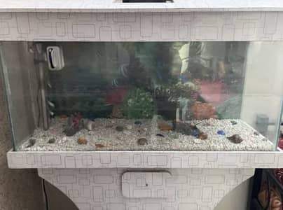 Fish Tank