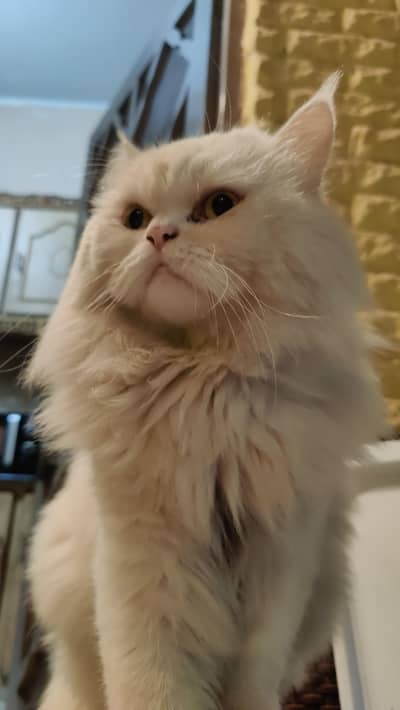white persian male cat for mating