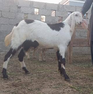 White color beautiful male goat with black patches