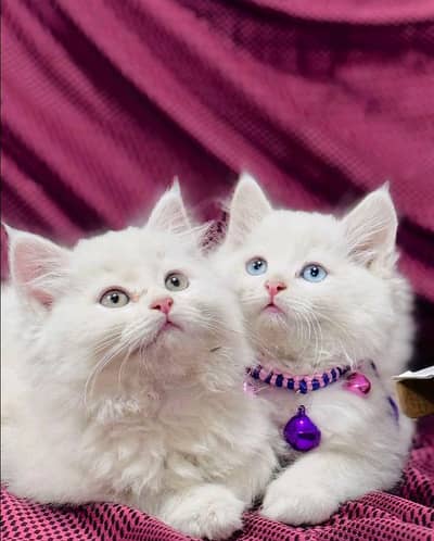 Persian cats My WhatsApp 03492207133  / ,,,,#$#$