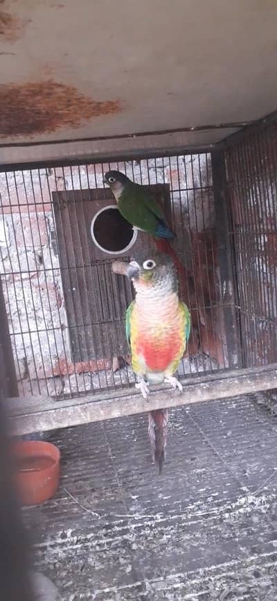 conoure red factor .   03081250912