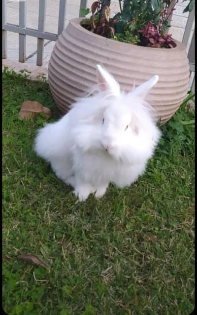 Lion Head Rabbits Breeder Pair