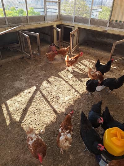 Lohman black and brown egg laying hens