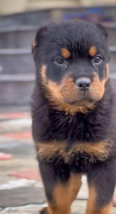 Rottweiler pappi mail for sale 0340,0095664 my WhatsApp number
