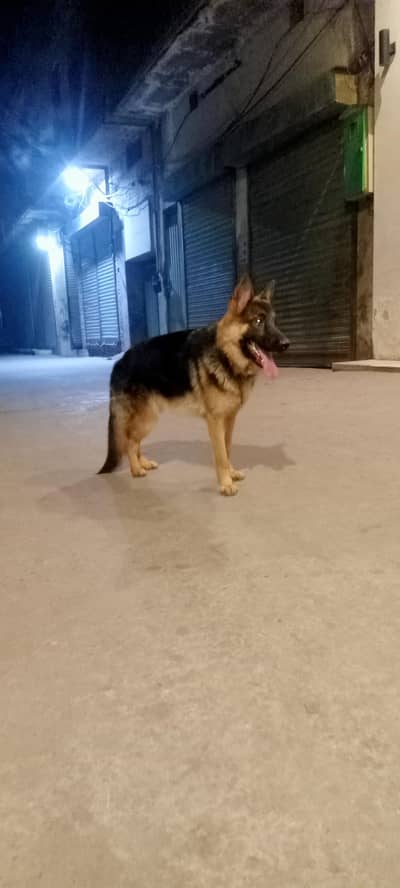 Extreme quality German shepherd female for sale