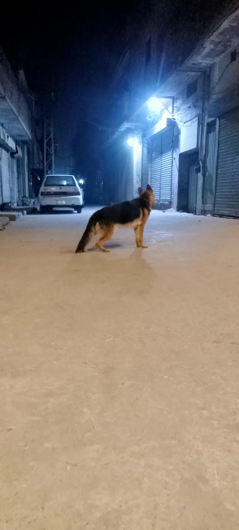 Extreme quality German shepherd female for sale — photo 2