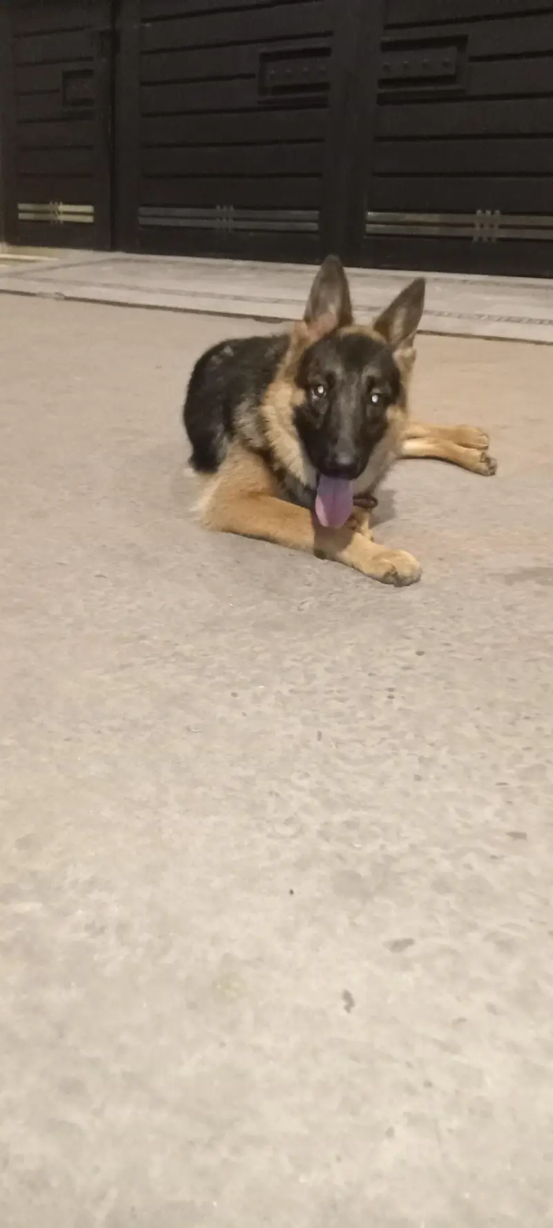 Extreme quality German shepherd female for sale — photo 3