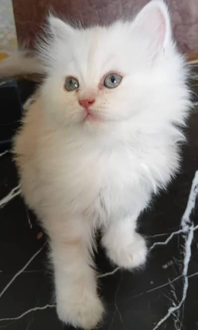 Pair of beautiful Persian kittens