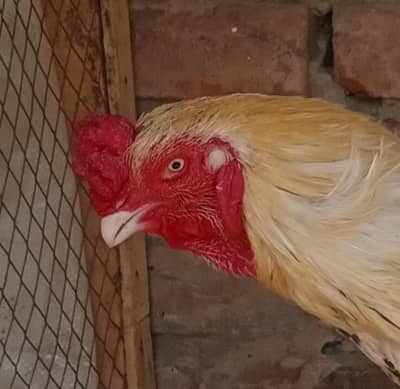 pure aseel breeder pair