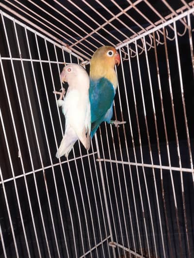 lovebirds is so sell