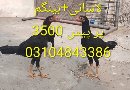 لاسانی+بینگم