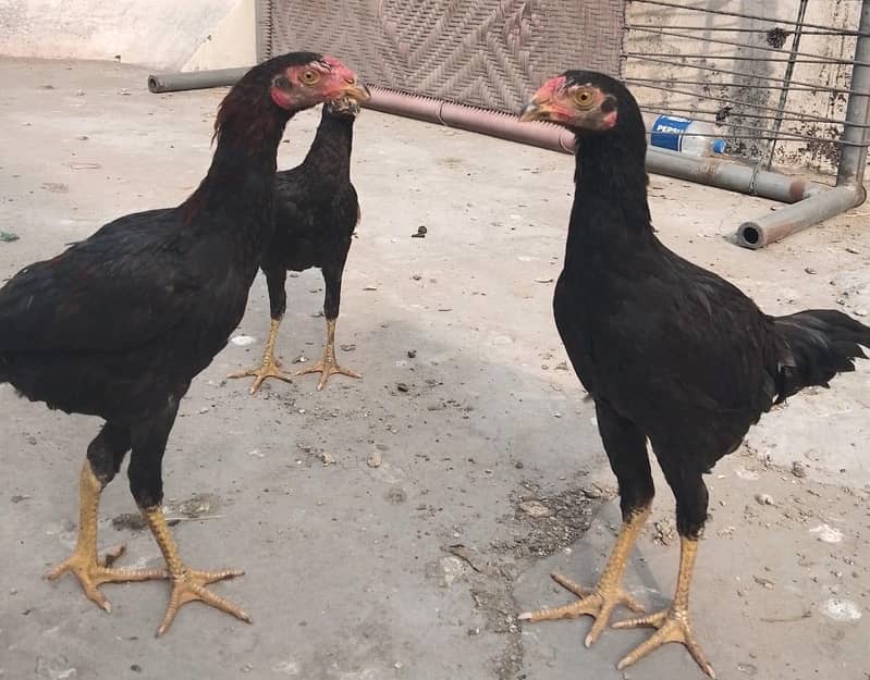 لاسانی+بینگم 1