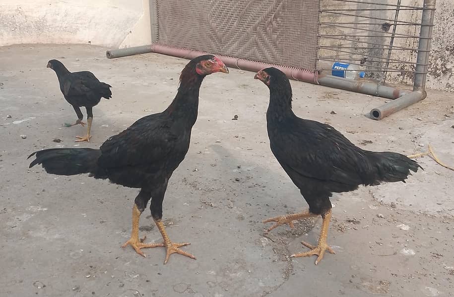 لاسانی+بینگم 2