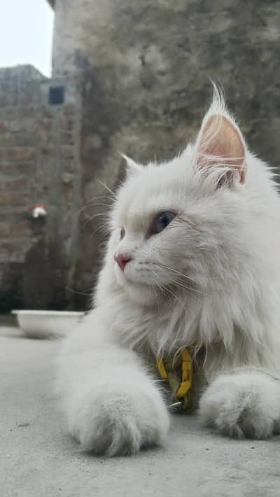 Tripple Coated Litter Trained