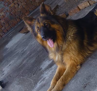 King shepherd female puppy