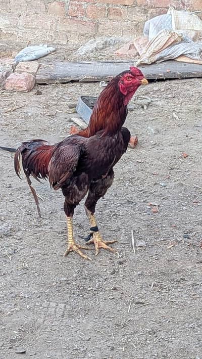 Mia wali aseel for sale